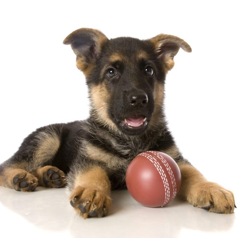 Schäferhundwelpe mit einem roten Ball vor weißem Hintergrund.
