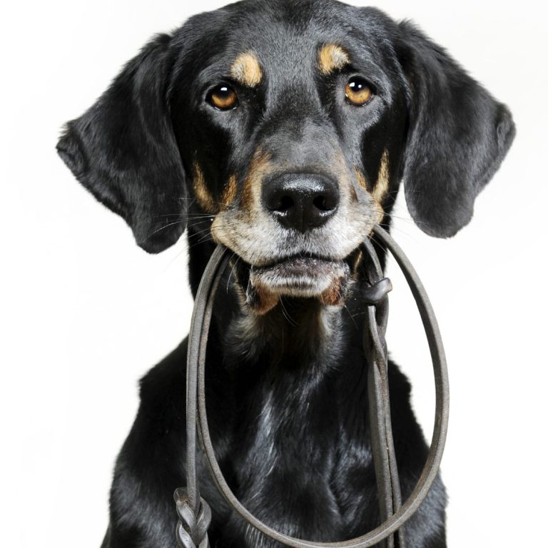 Schwarzer Hund hält eine Leine im Maul und blickt aufmerksam zur Kamera.